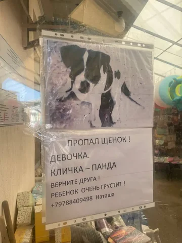 Потерялась собачка в Николаевке, возможно ушла с парой из Симферополя - частное объявление в Николаевка