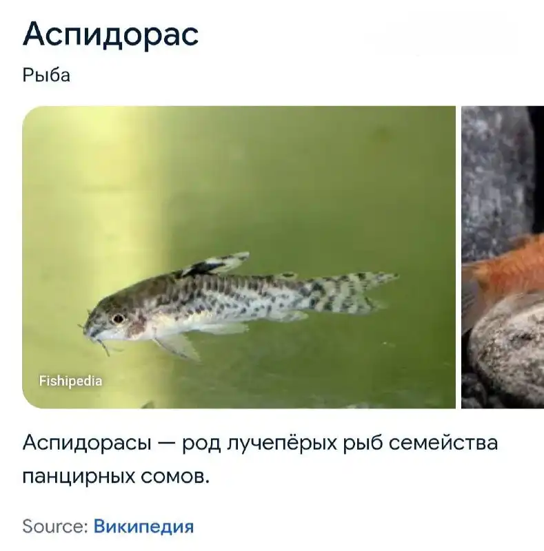 Продажа рыбы в Новокузнецке