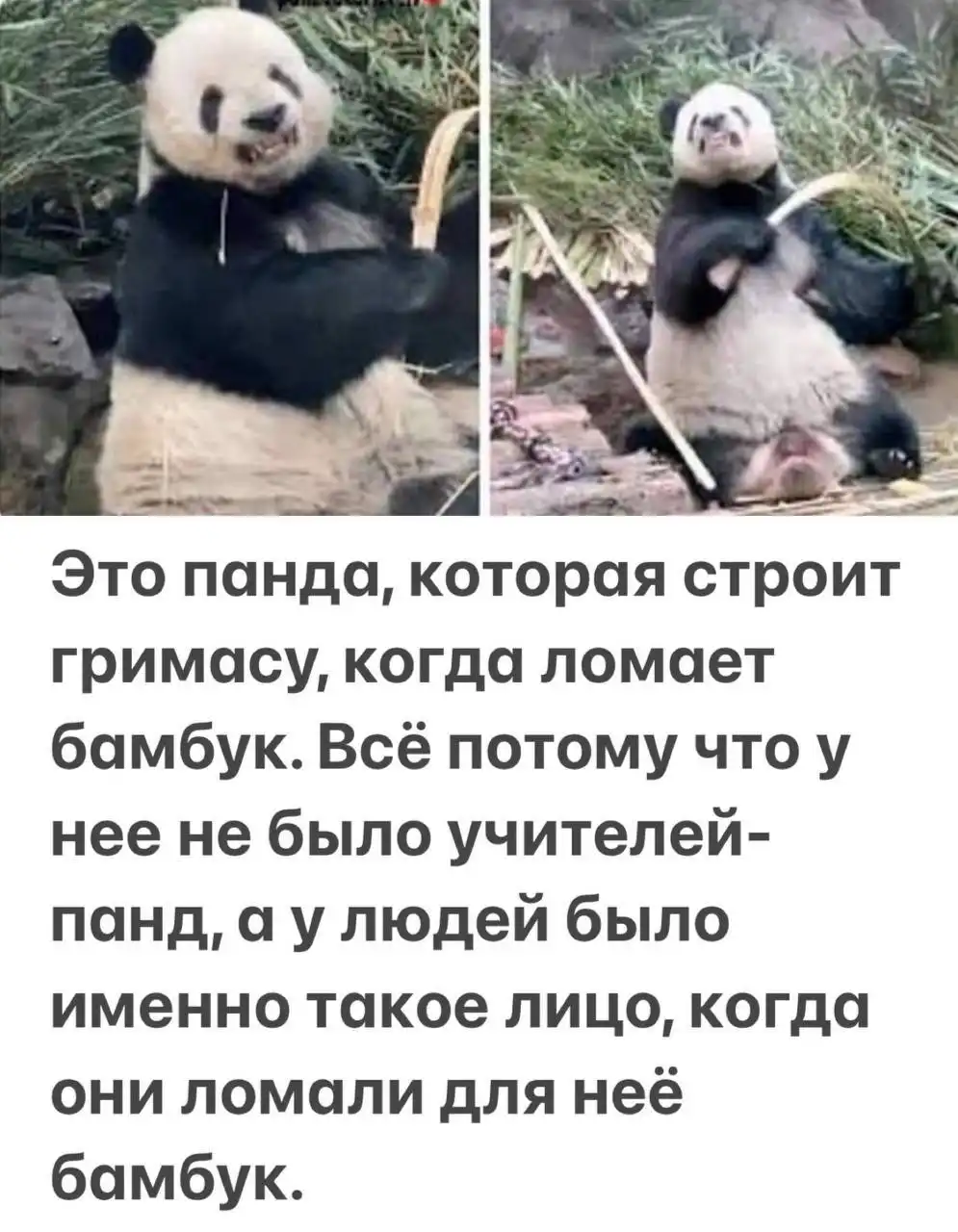 Саваничи в MAX - Барахолка в Новокузнецк