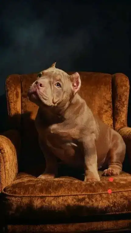 Продажа щенка американского булли (девочка) 4 месяца - Собаки (Животные) в Новокузнецк