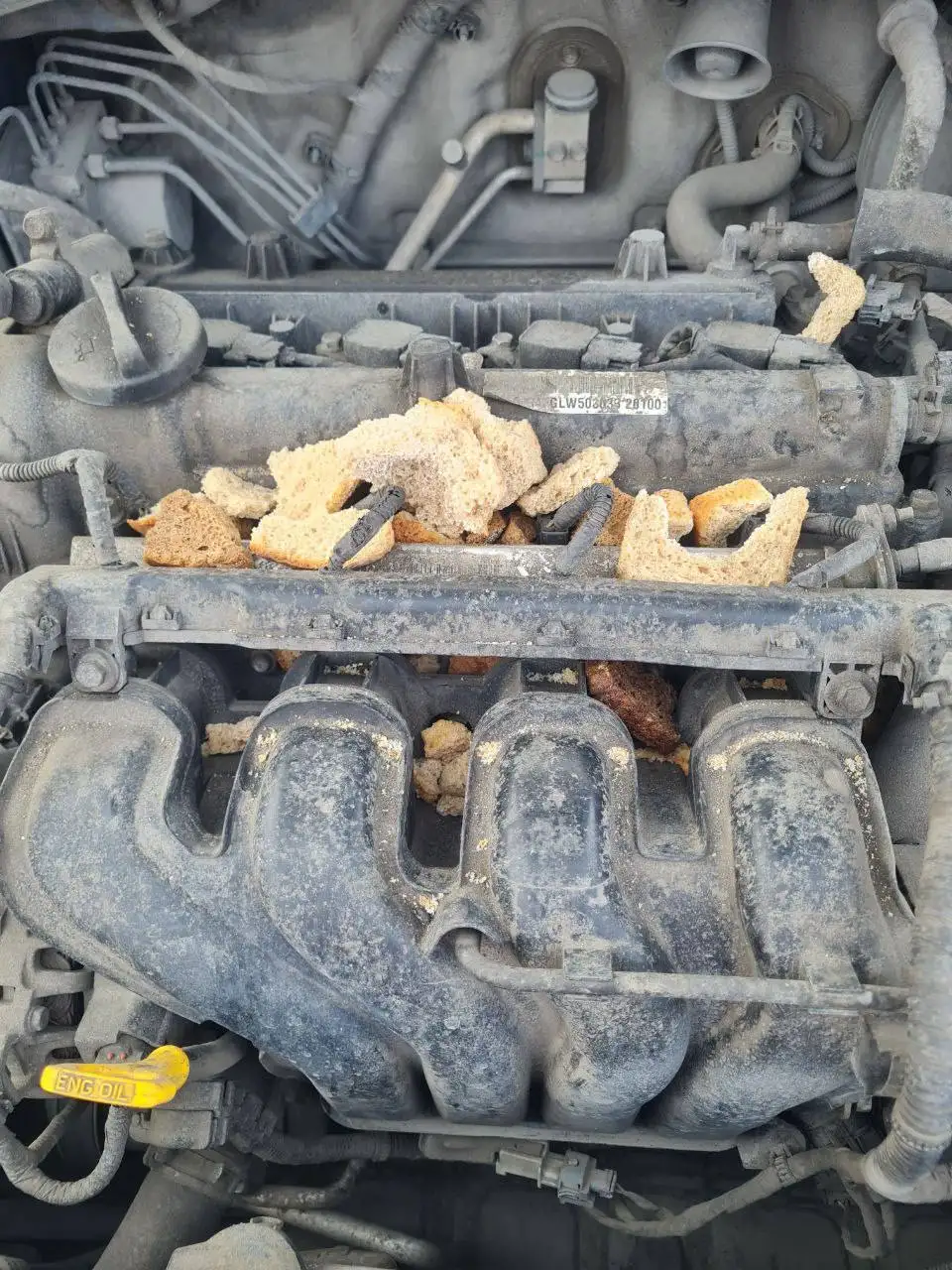 Проблема с крысами в автомобиле в центре Новокузнецка - Ремонт (Авто) в Новокузнецк