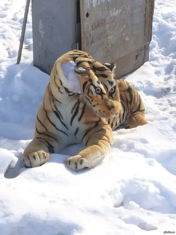 Продажа автомобиля Тайгер - Авто в Новокузнецк