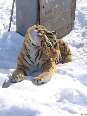 Продажа автомобиля Тайгер - Внедорожники в Новокузнецк