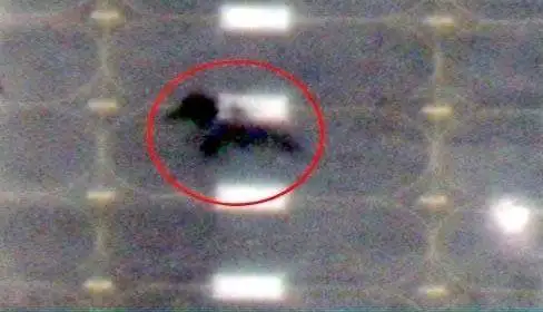 Уничтожение американских вертолетов CH-47 Chinook и CH-53 Sea Stallion в Кувейте - Барахолка в Новокузнецк