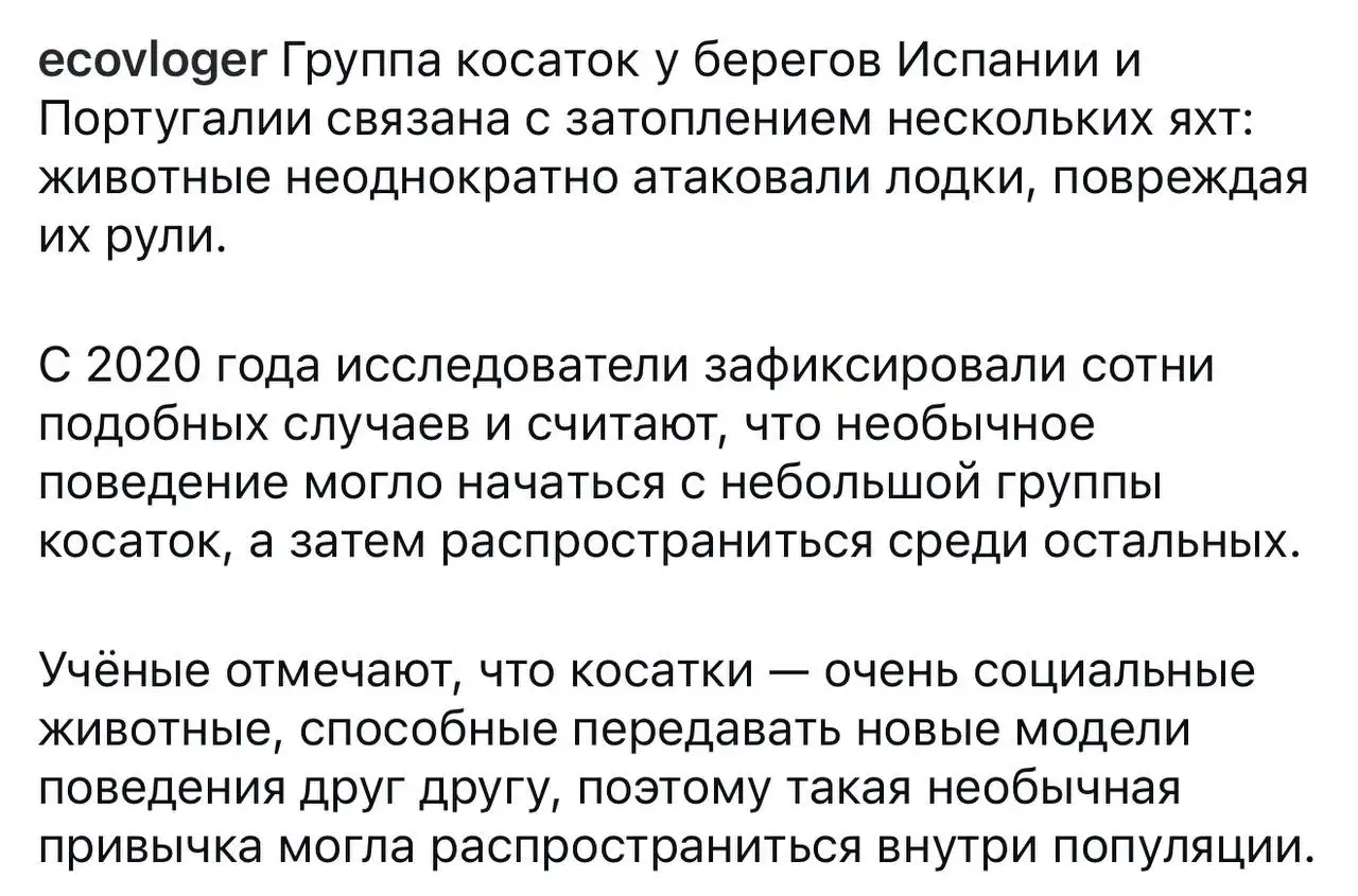 Саваничи в MAX - Хобби и отдых в Новокузнецк