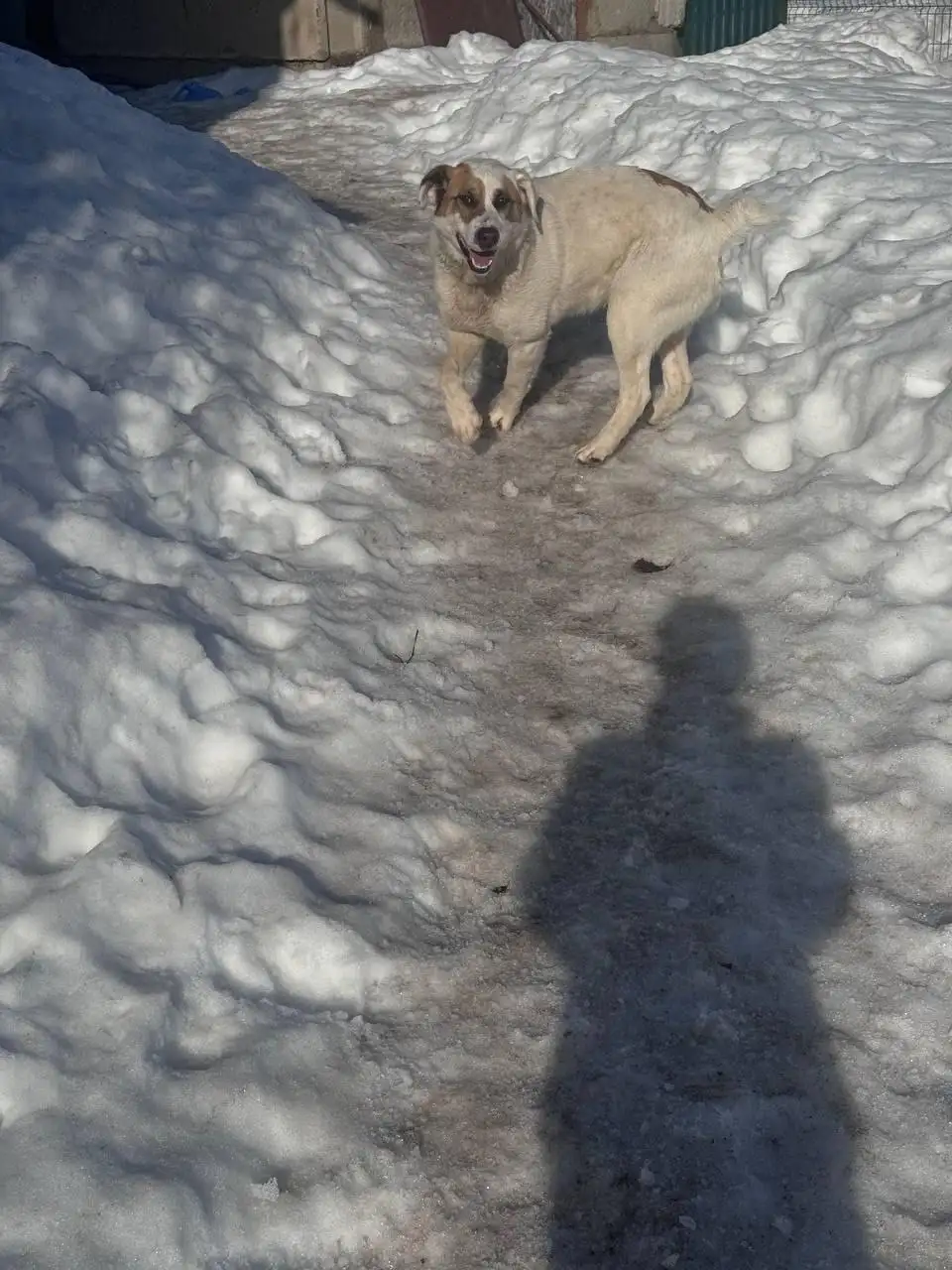 Найден молодой кобель в Насадкино, нужен дом - Собаки (Животные) в Насадкино