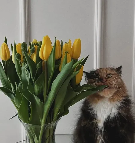 Опасность пыльцы в доме: где она скапливается - Химчистка в Химки