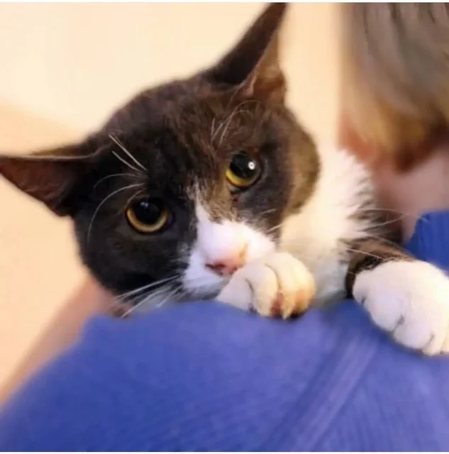 Ищет дом кошка Анечка в Москве - Животные в Москва