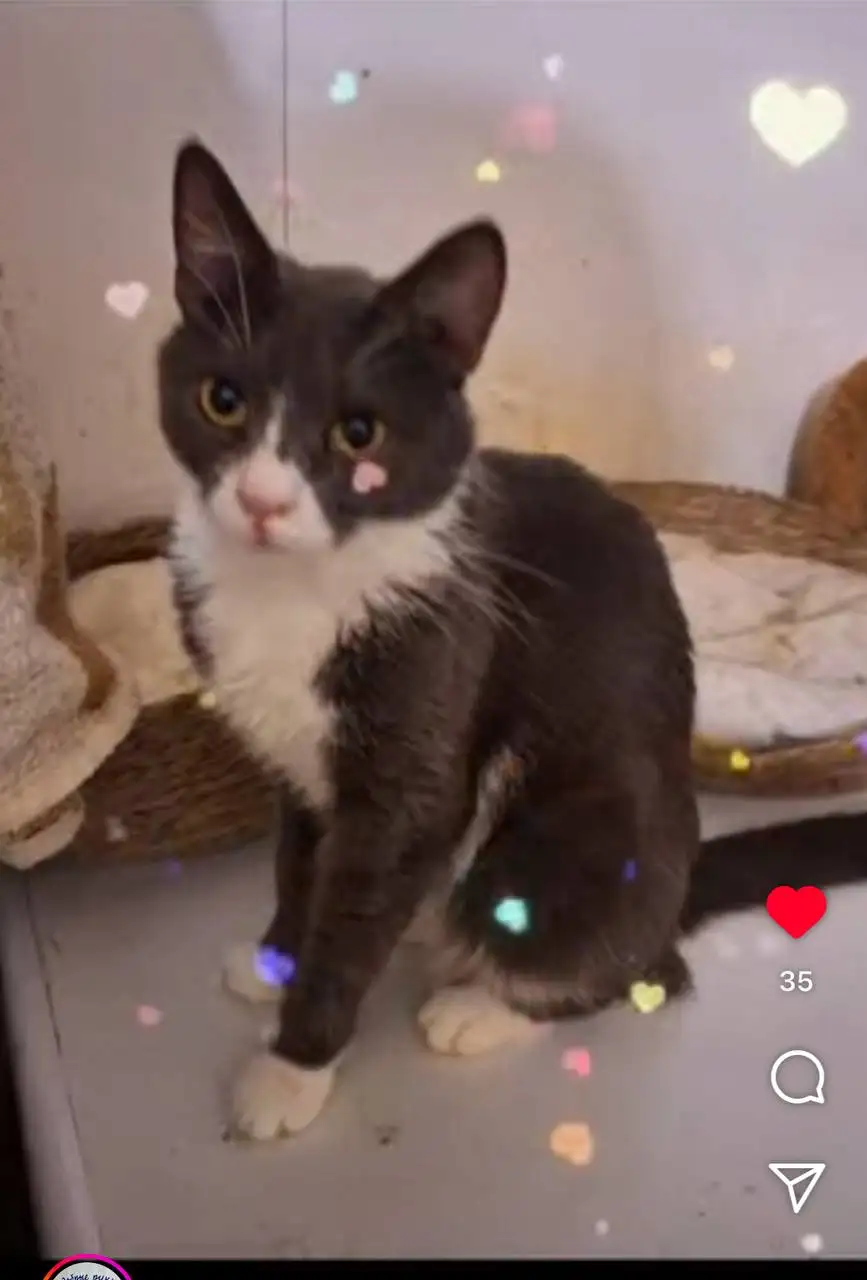 Ищет дом кошка Анечка в Москве - Кошки (Животные) в Москва