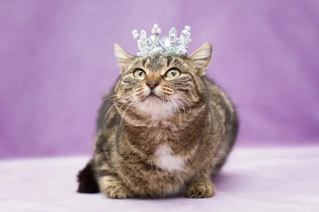 Ищет дом Леопарда - молодая кошка - частное объявление в Москва