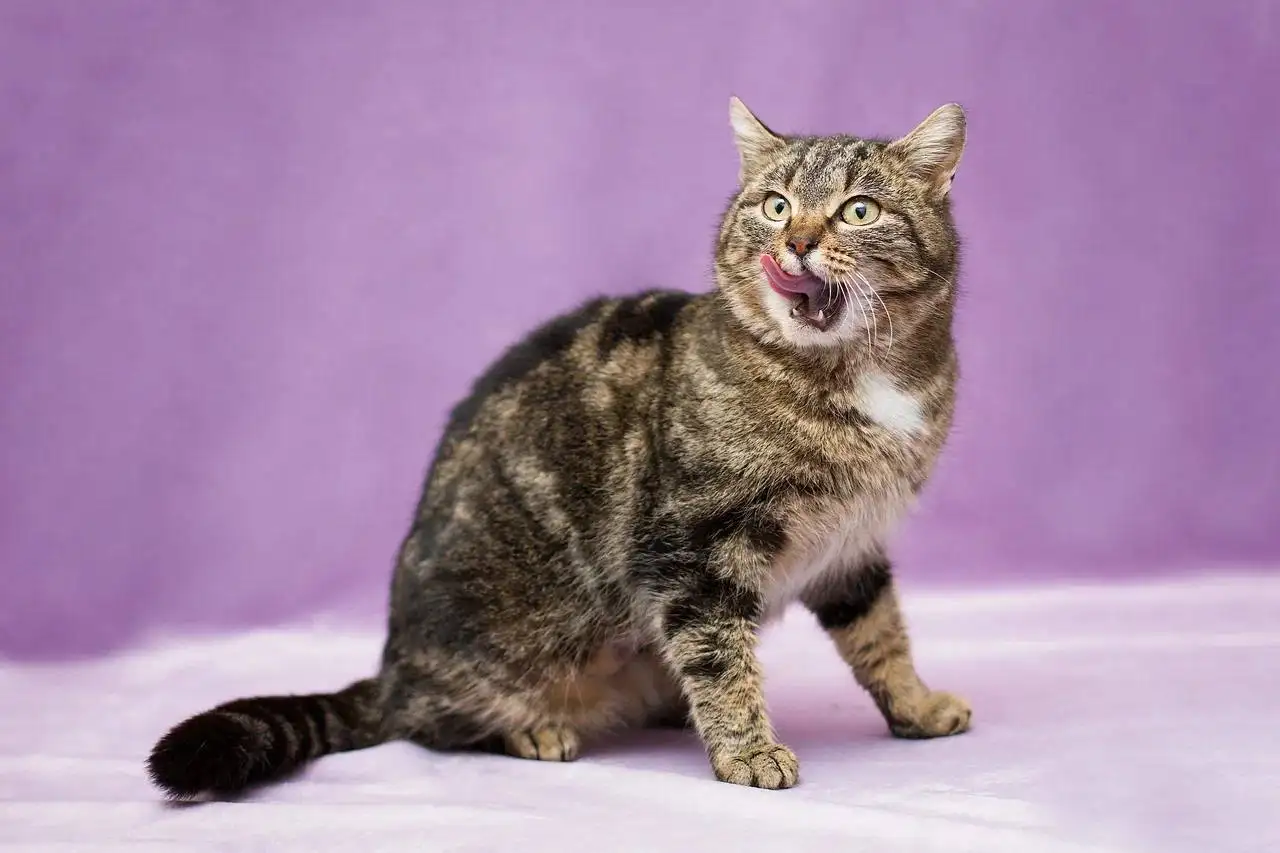 Ищет дом Леопарда - молодая кошка - Кошки (Животные) в Москва