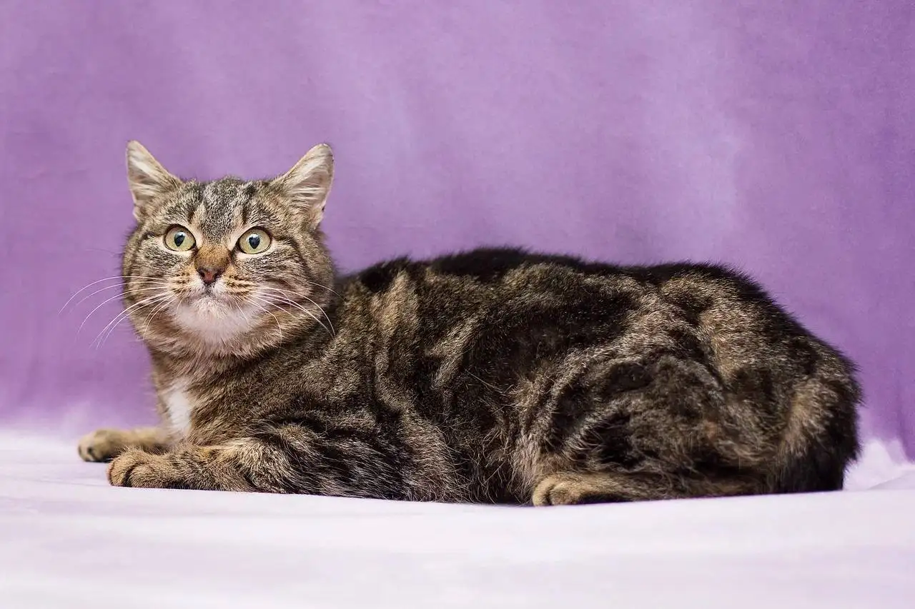 Ищет дом Леопарда - молодая кошка - Кошки (Животные) в Москва