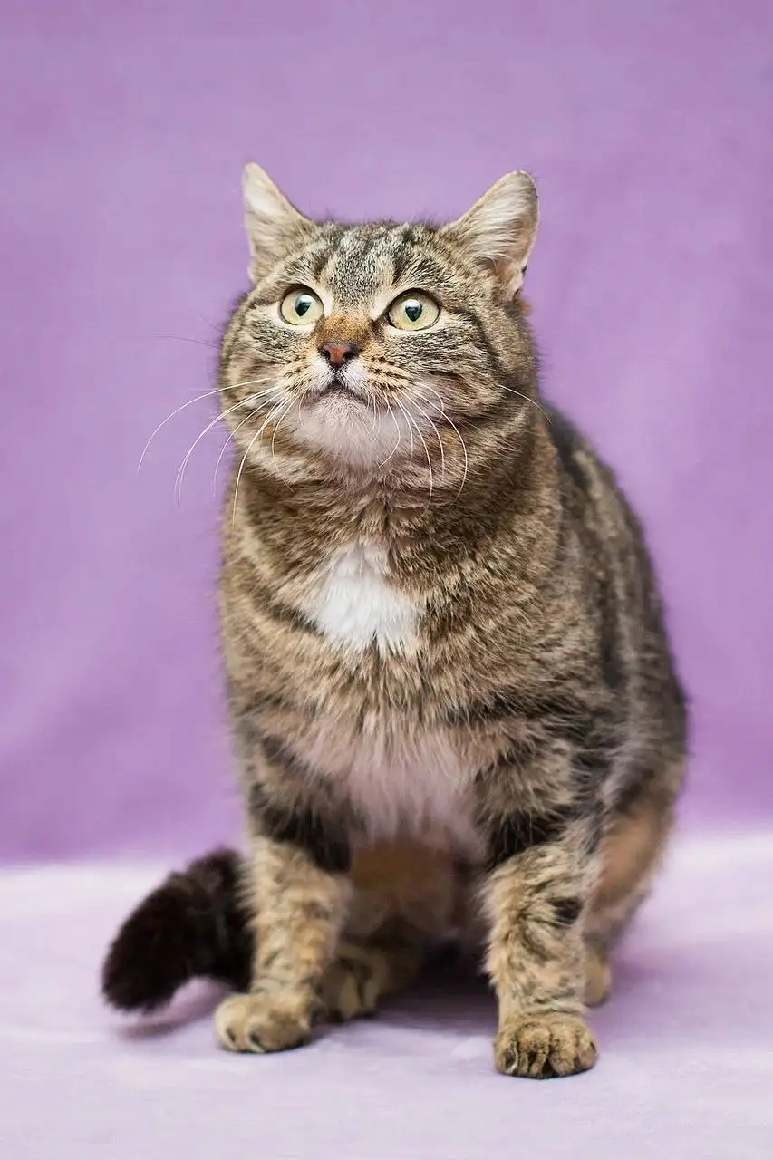 Ищет дом Леопарда - молодая кошка - Кошки (Животные) в Москва