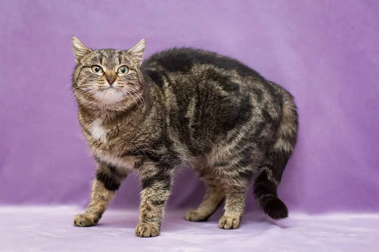 Ищет дом Леопарда - молодая кошка - Кошки (Животные) в Москва