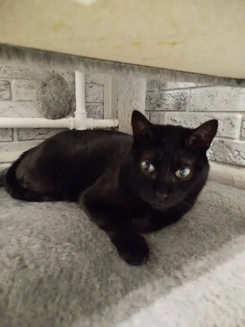 Кошка Черничка ищет дом - Грызуны в Москва