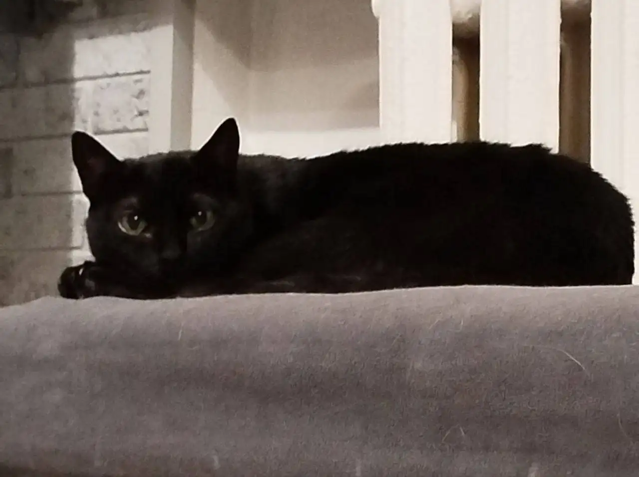 Кошка Черничка ищет дом - Кошки (Животные) в Москва