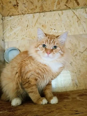 Котенок ищет дом - частное объявление в Москва