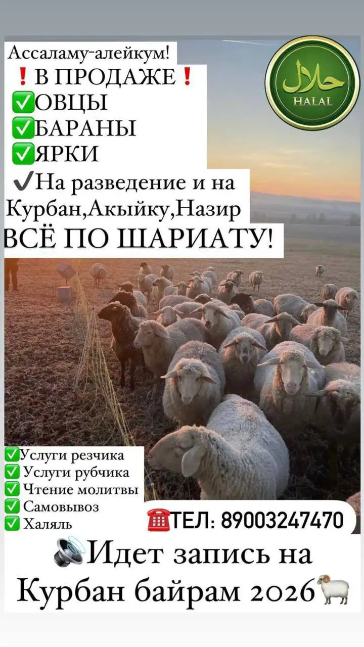 Продажа овец на Курбан - Животные в Казань