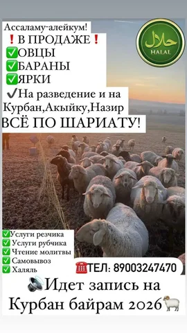 Продажа овец на Курбан - частное объявление в Казань