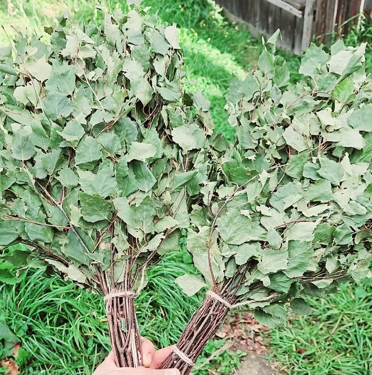 Продажа дубовых и берёзовых веников и мёда