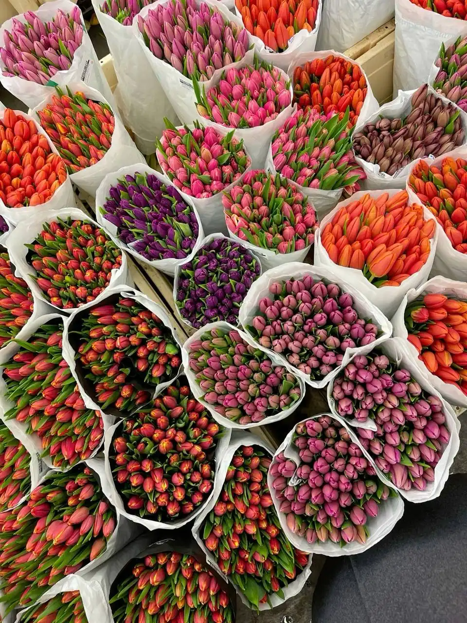 Предзаказ тюльпанов к 8 марта - Цветы (Хобби и отдых) в Чебоксары