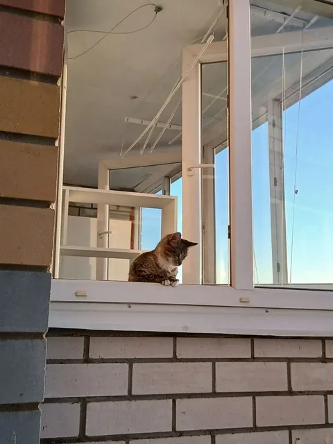 Отдам котенка в добрые руки - Собаки в Чебоксары