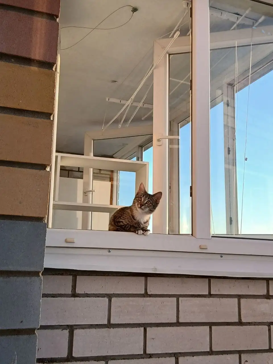 Отдам котенка в добрые руки - Кошки (Животные) в Чебоксары