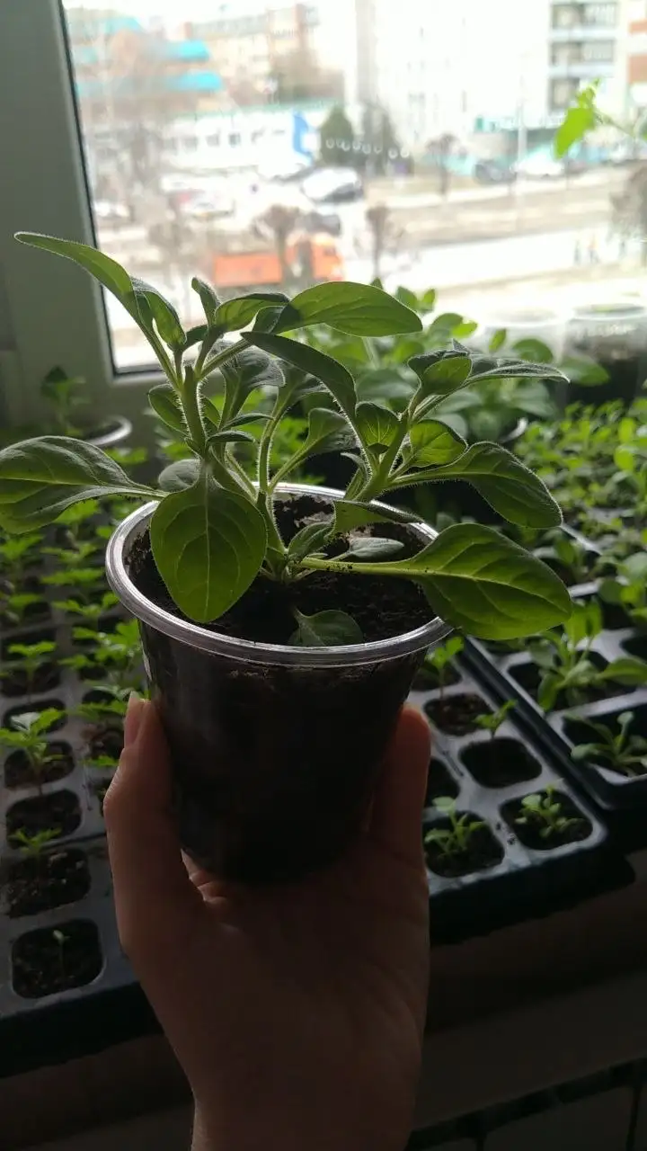 Каскадные фиолетовые петунии в стаканчиках - Растения (Хобби и отдых) в Чебоксары