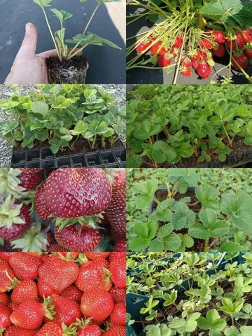 Продажа саженцев клубники - Саженцы в Чебоксары