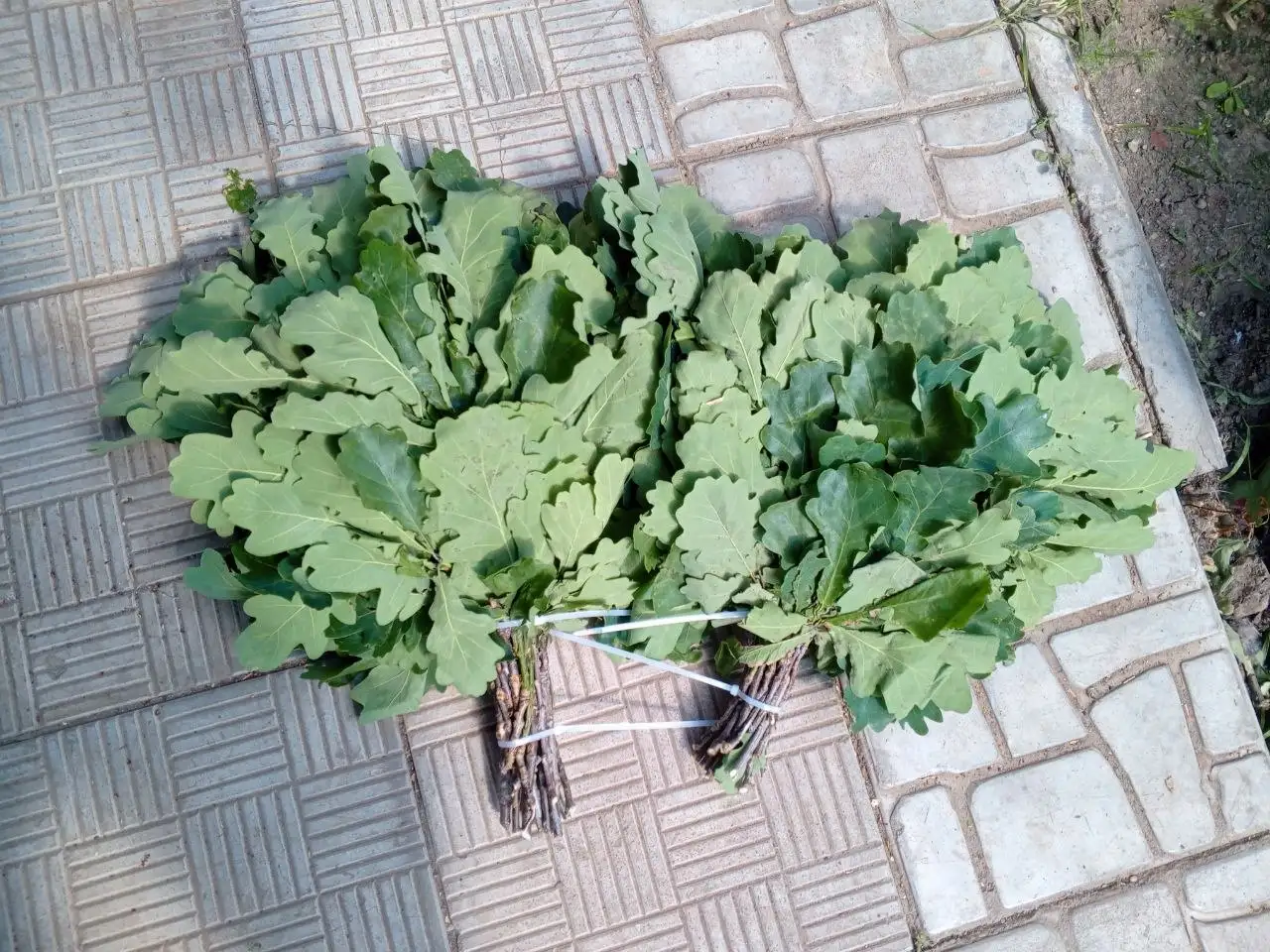 Натуральные дубовые веники для бани - Баня / Бани (Хобби и отдых) в Чебоксары
