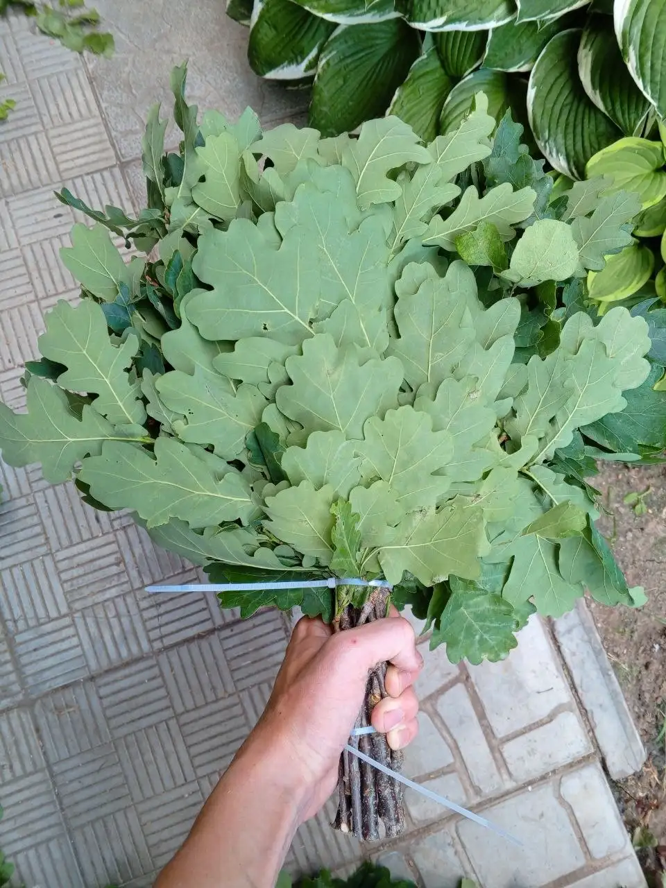 Натуральные дубовые веники для бани - Баня / Бани (Хобби и отдых) в Чебоксары