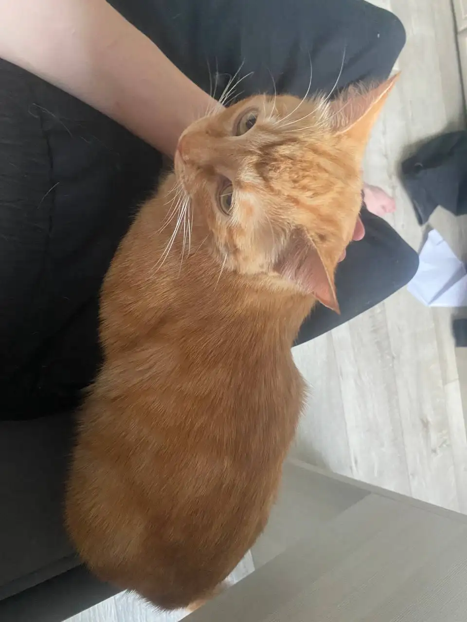 Отдам кота в добрые руки - Животные в Чебоксары