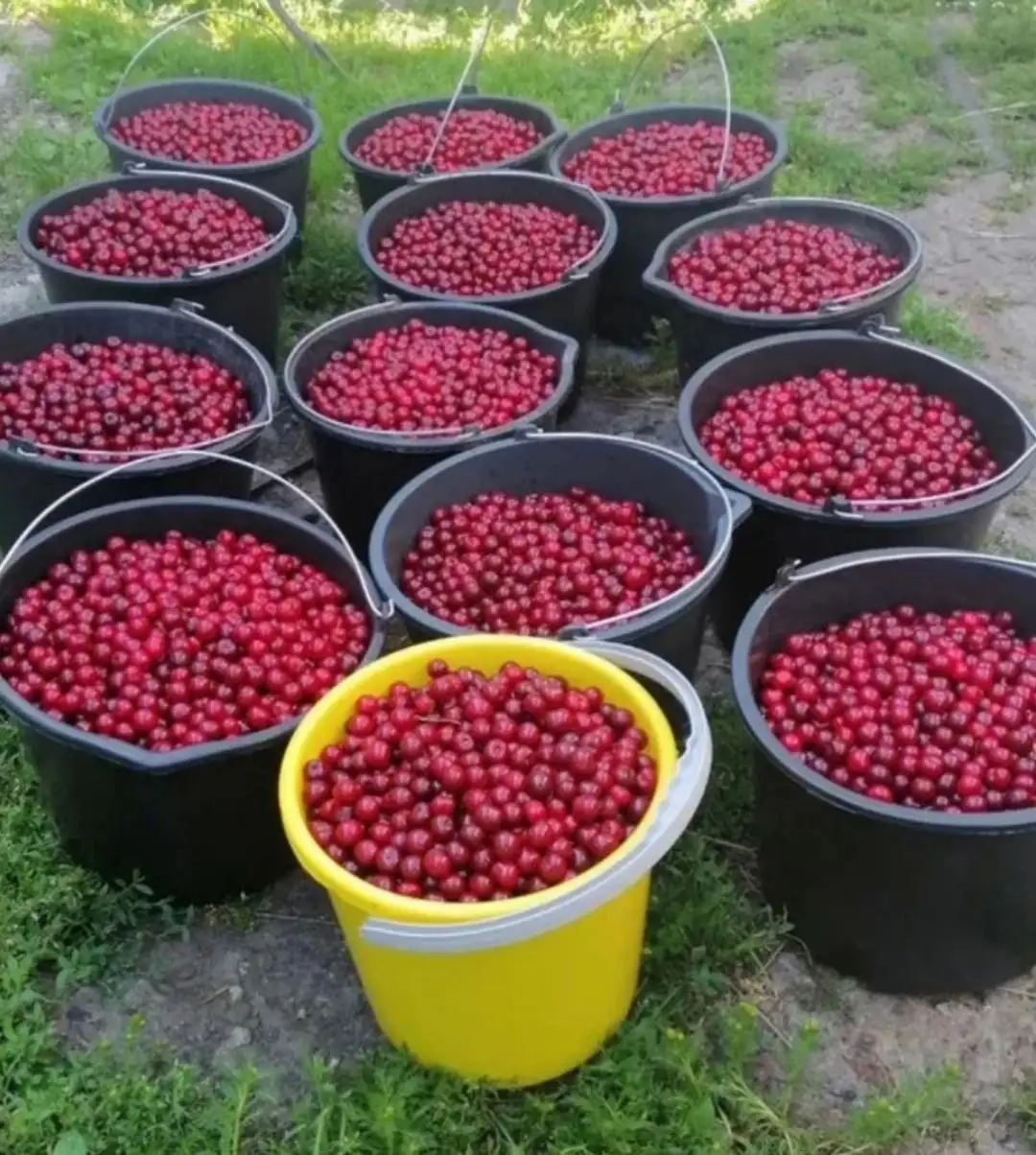 Продажа свежей вишни - Для дома и дачи в Чебоксары