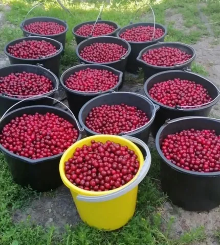 Продажа свежей вишни - Растения в Чебоксары
