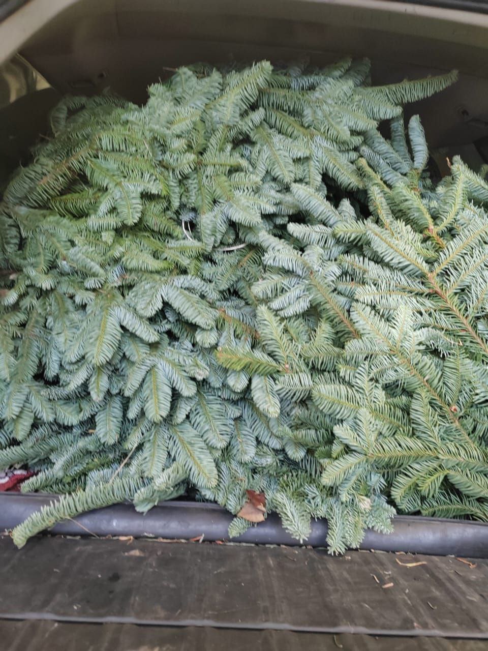 Нобилис - датская ёлочка - Хобби и отдых в Климовск