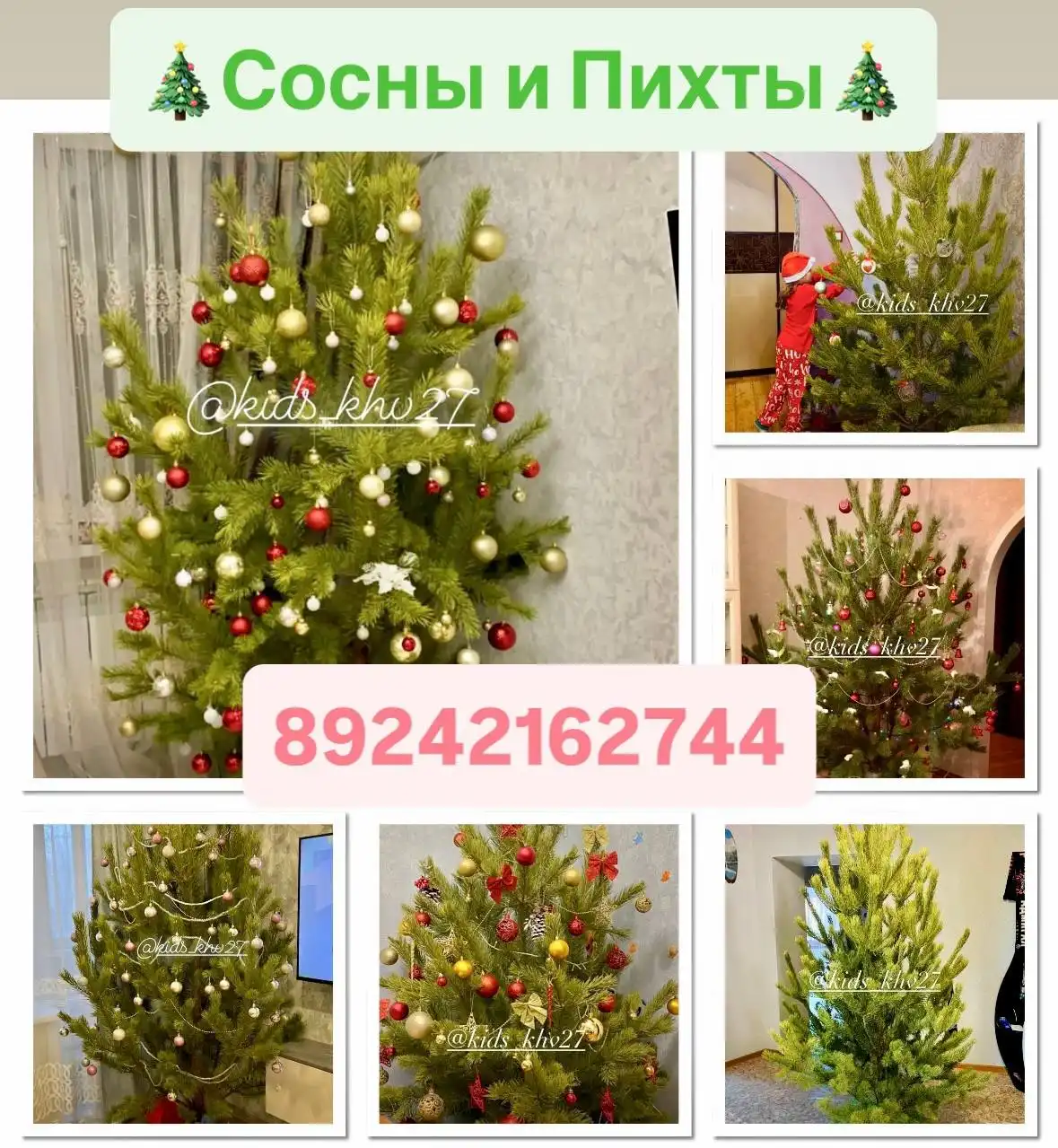 Предзаказ живой сосны и пихты