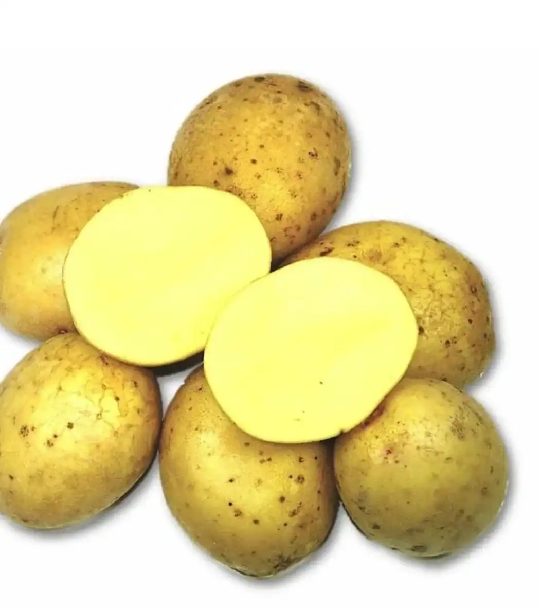 Продажа картофеля Зекура