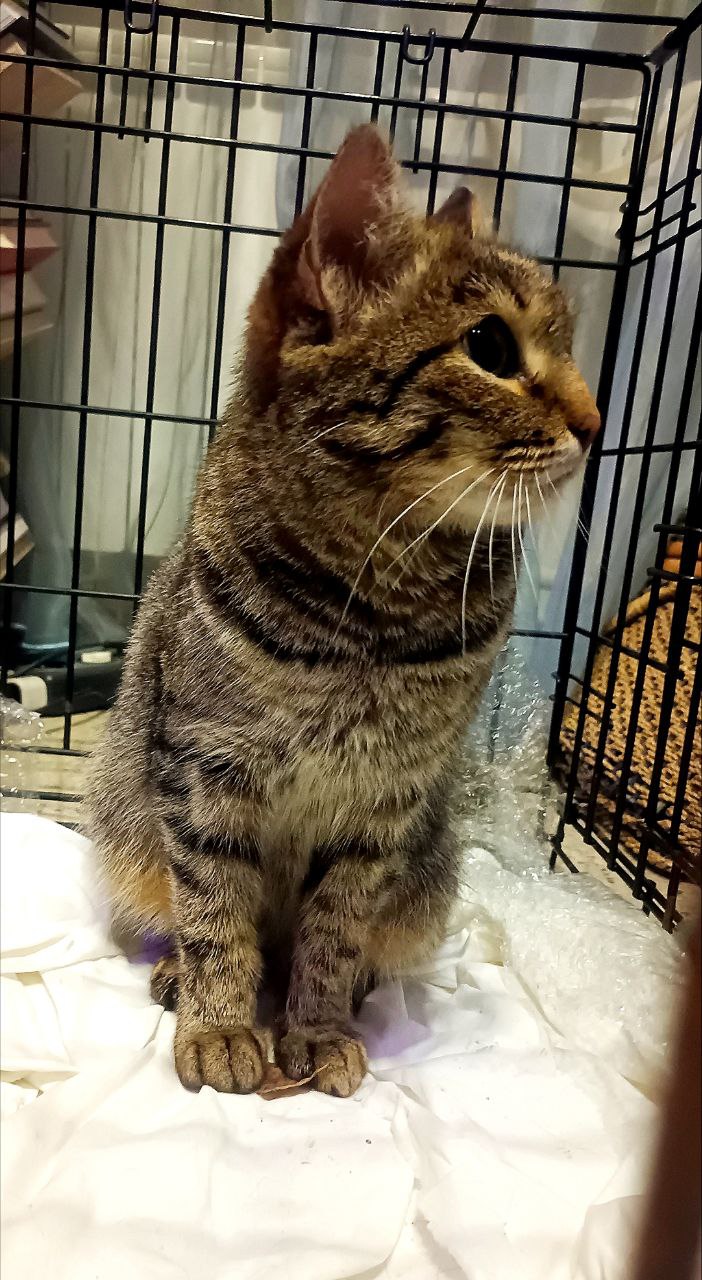 Найдена молодая кошечка в Ангарске