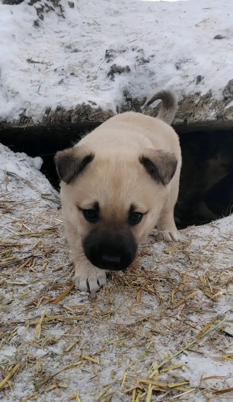 Котенок ищет дом в Ангарске