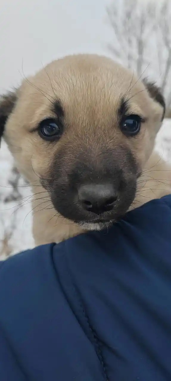 Котенок ищет дом в Ангарске