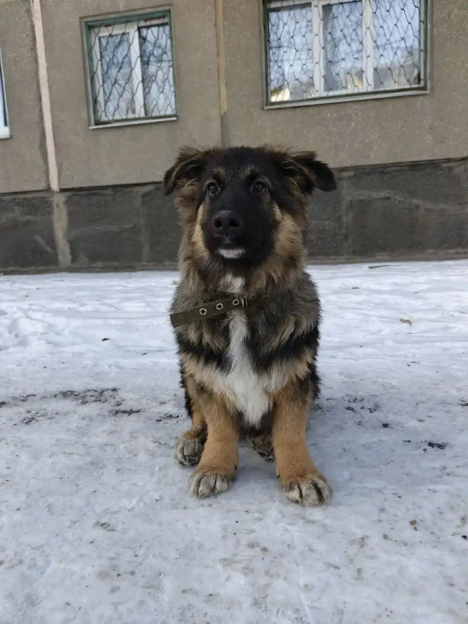 Потерявшийся щенок в 11 микрорайоне