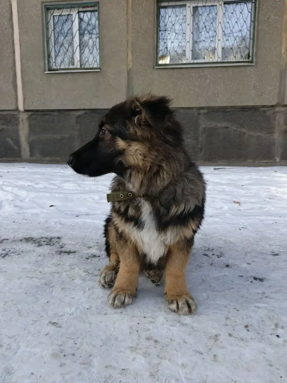 Потерявшийся щенок в 11 микрорайоне