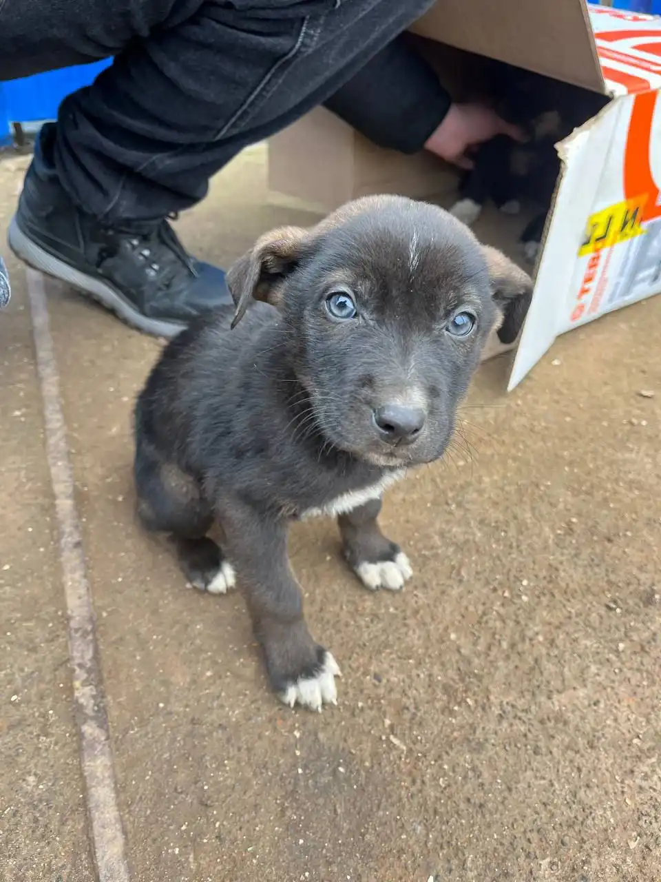 Щенки двортерьера в добрые руки