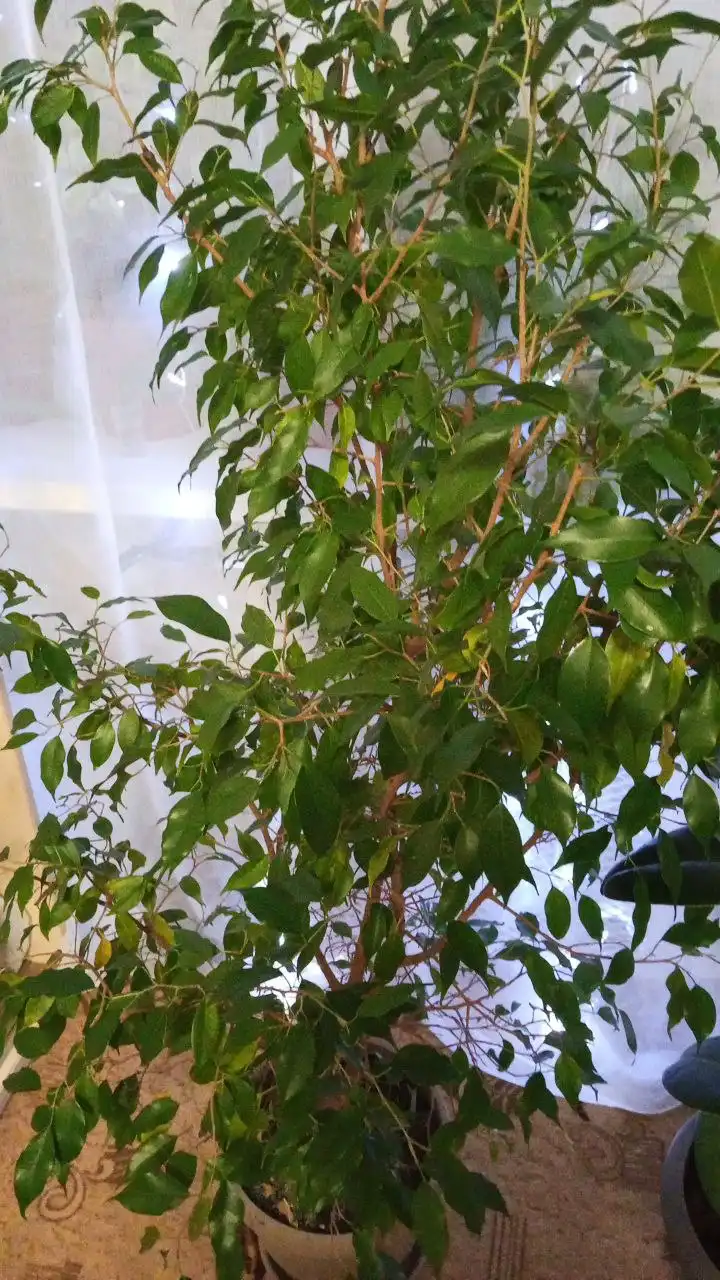 Продам растения в горшках