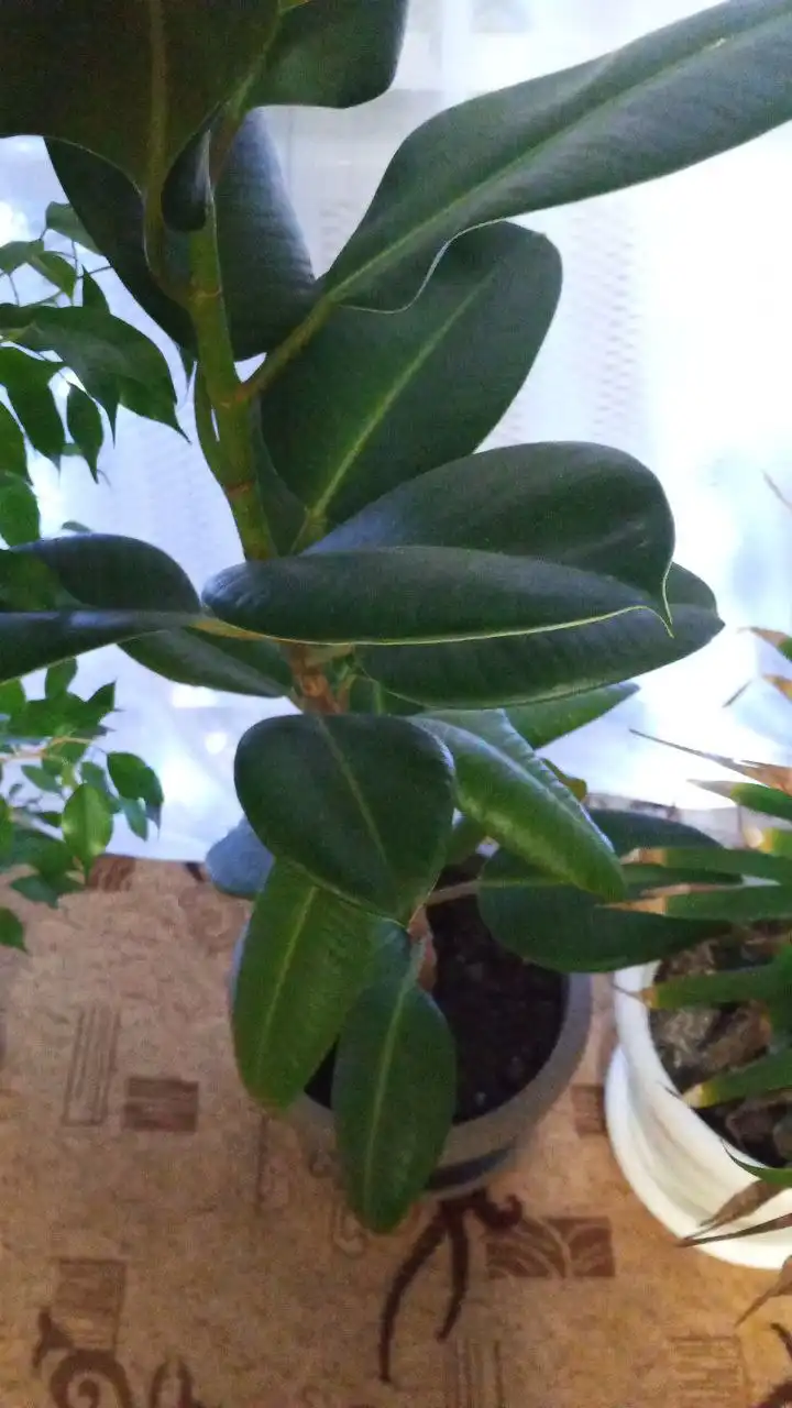 Продам растения в горшках