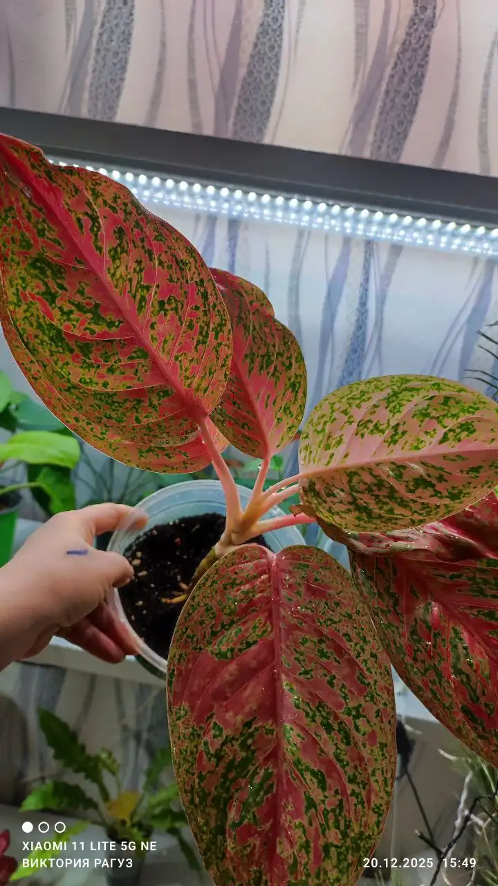 Продажа комнатных растений Аглаонема