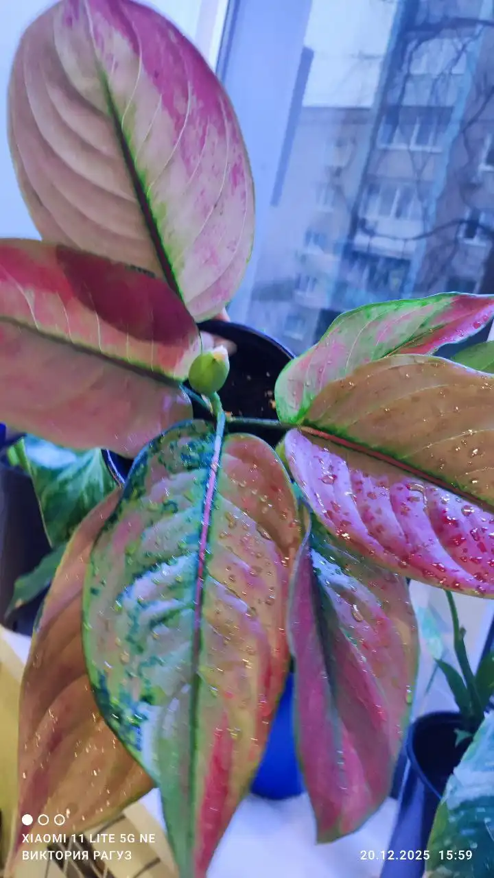 Продажа комнатных растений Аглаонема