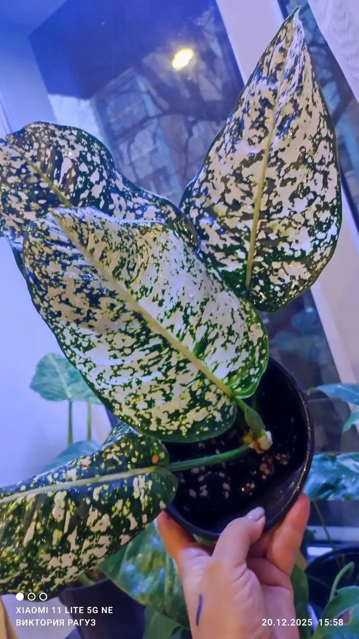 Продажа комнатных растений Аглаонема