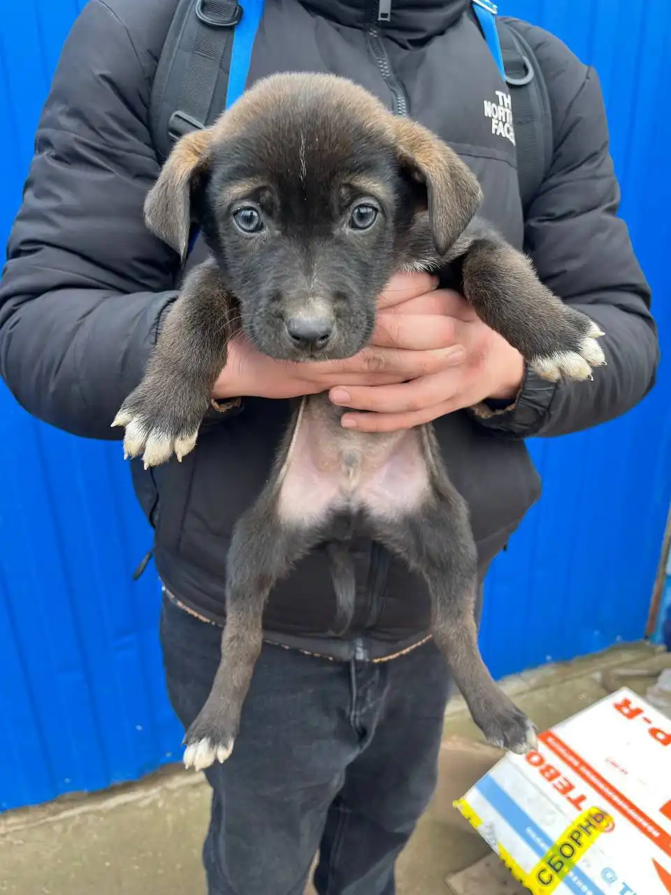 Щенки двортейер ищут хозяина