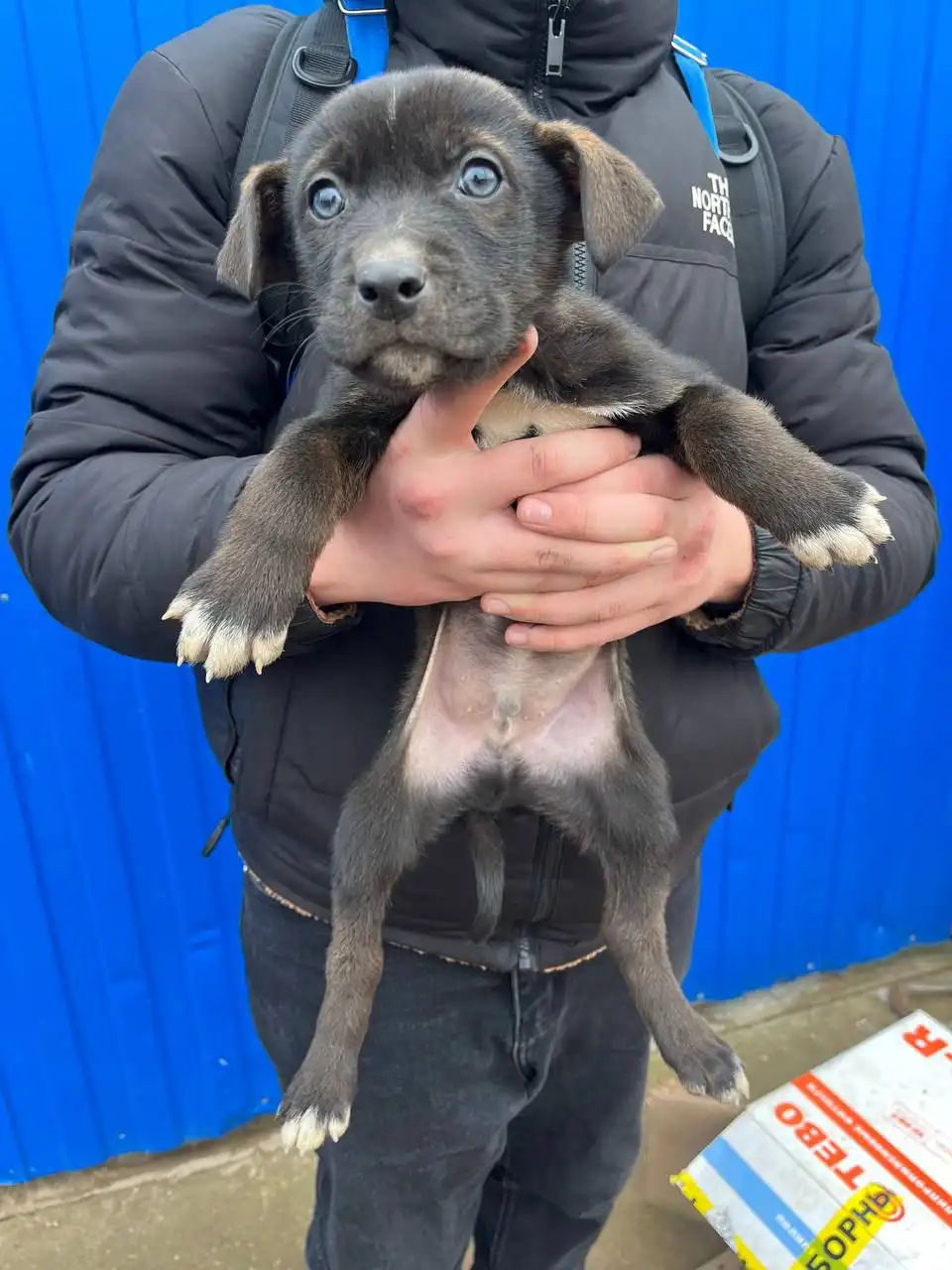 Щенки двортейер ищут хозяина